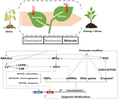 Thermo-Priming Mediated Cellular Networks for Abiotic Stress Management in Plants